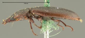 Media type: image;   Entomology 113 Aspect: habitus lateral view